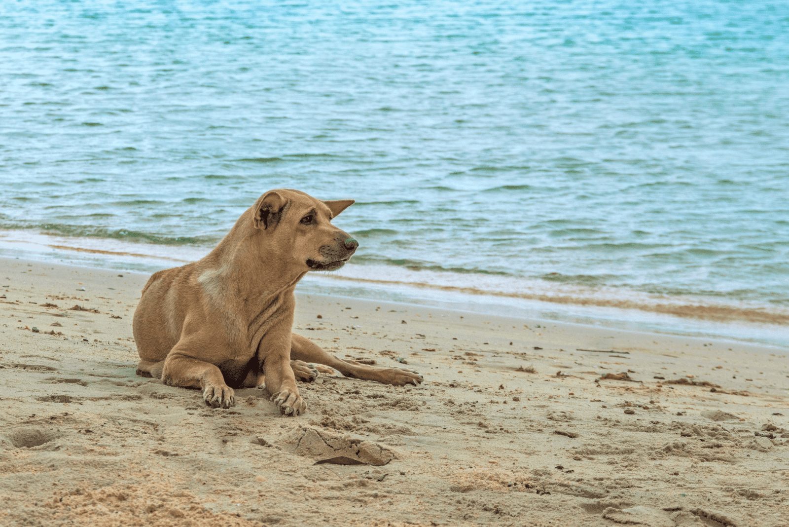Phu Quoc Ridgeback yace en la playa