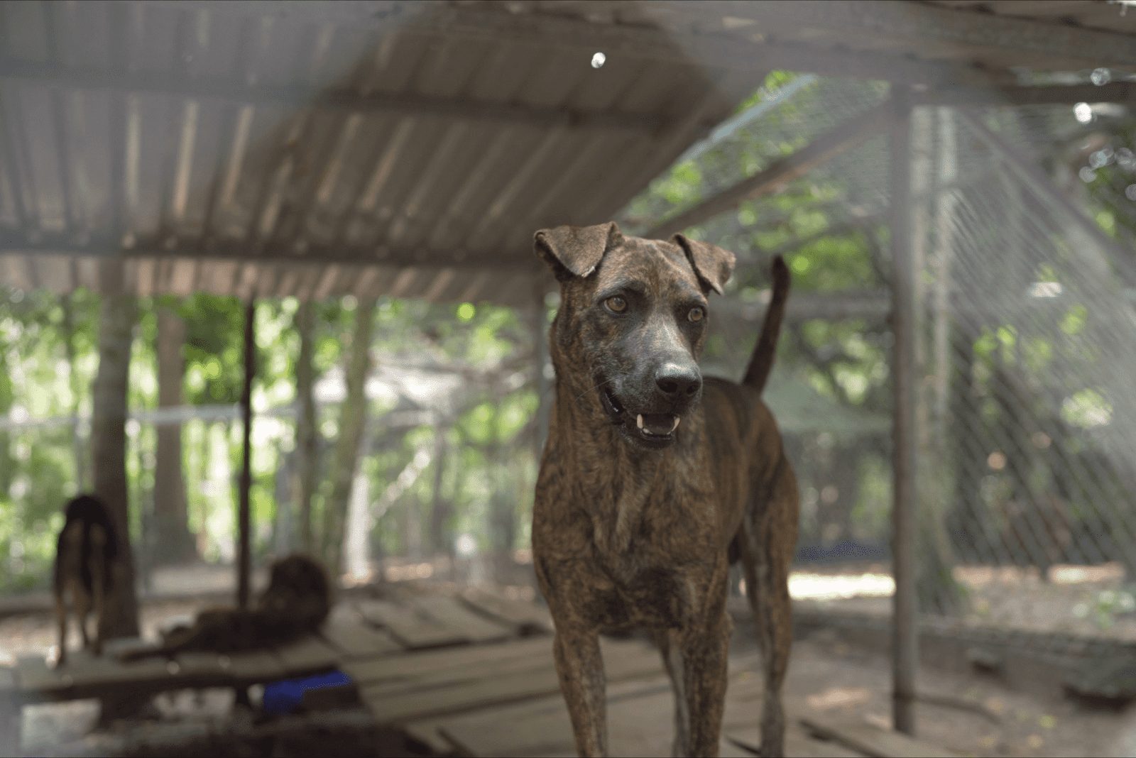Phu Quoc Ridgeback de pie y mirando al frente