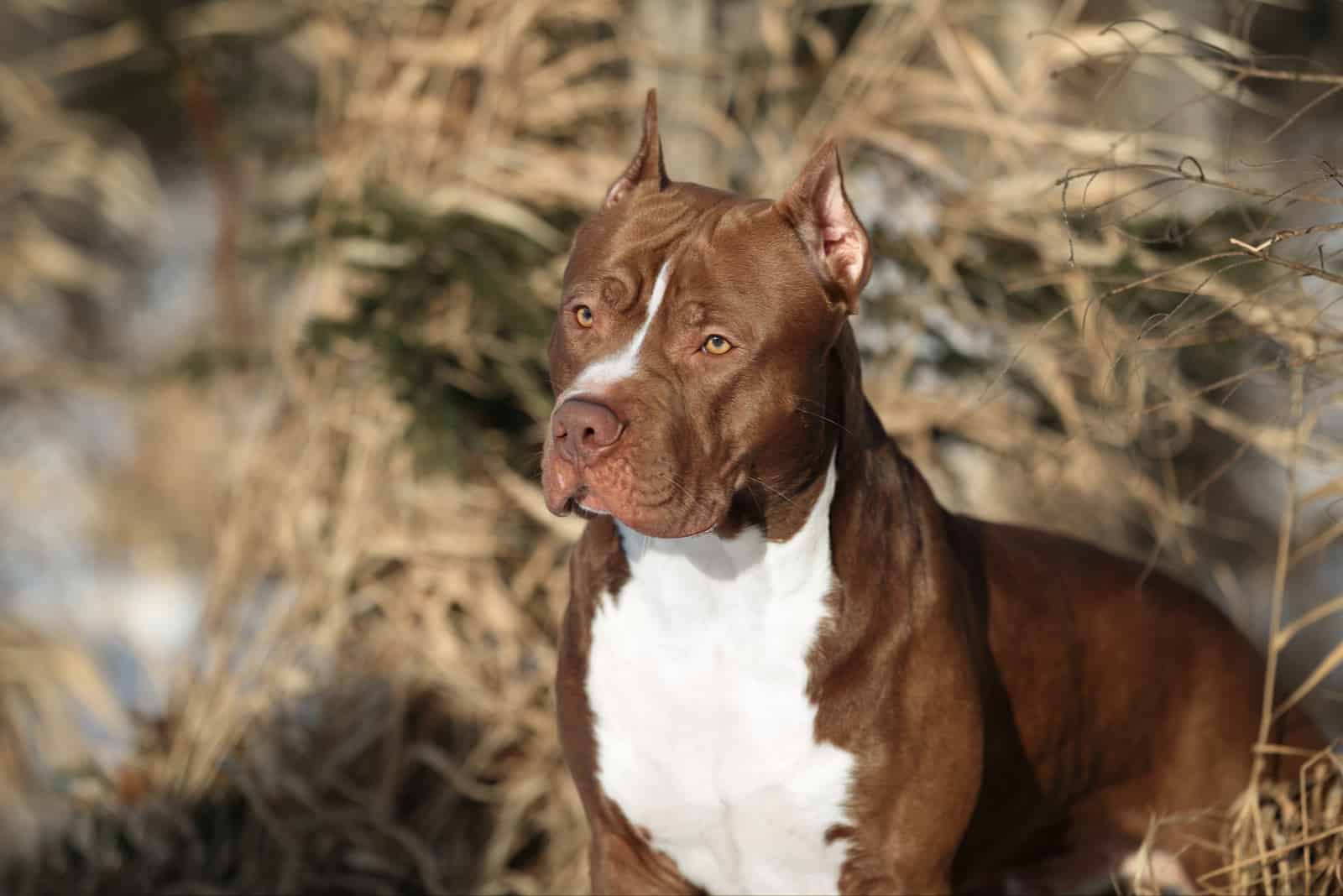 Terrier Pit Bull de pie mirando a la distancia