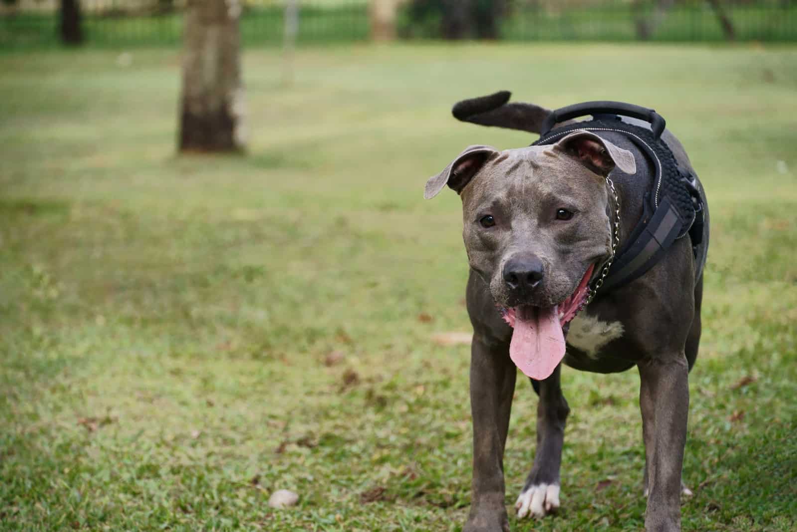 perro pitbull jugando en el parque al atardecer
