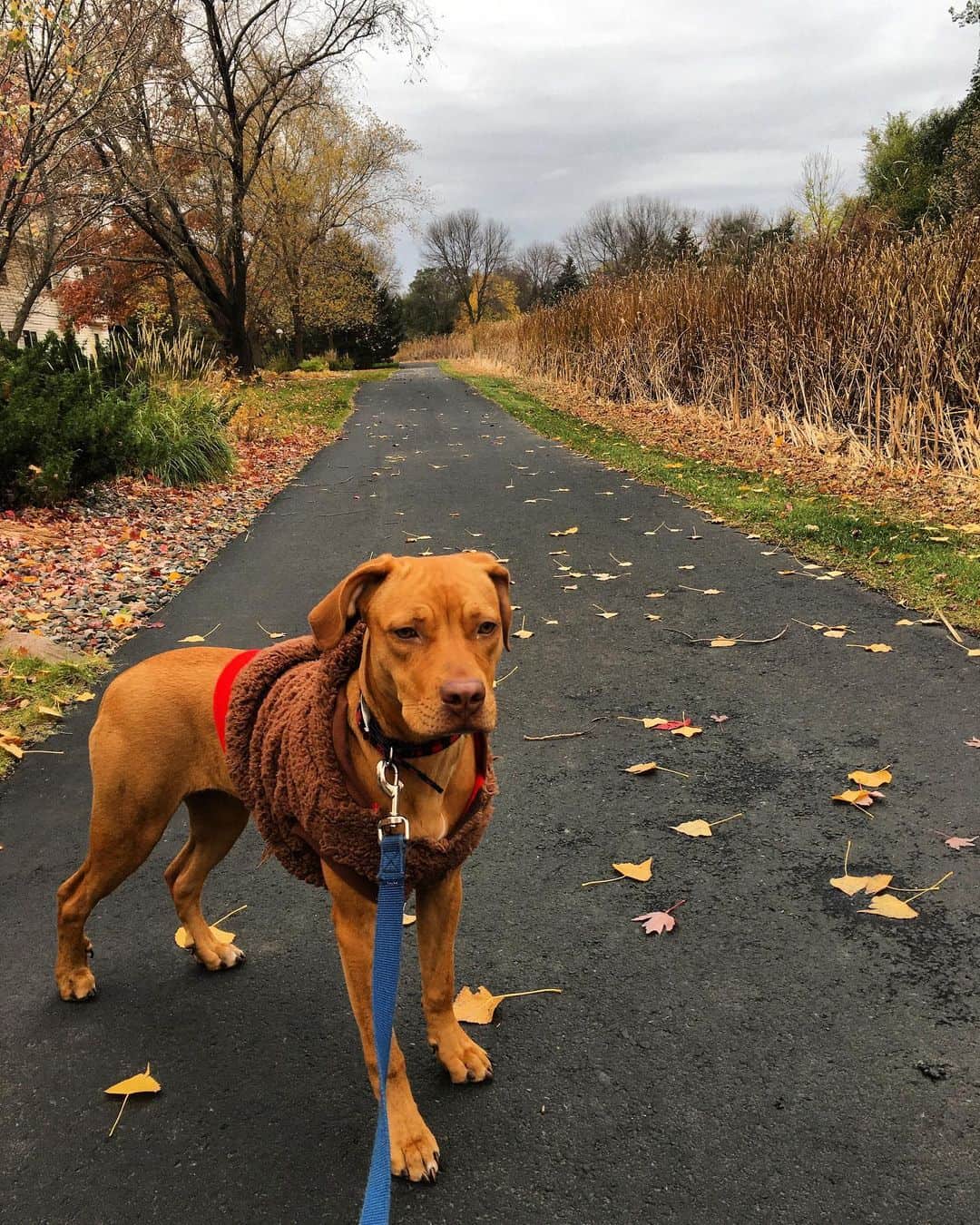 Mestizo de Pitbull y Vizsla parado en las calles