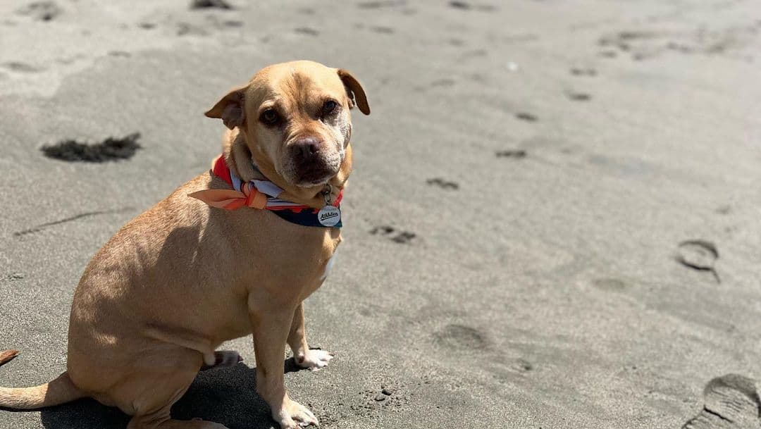 Perro cruzado de pitbull y pug sentado sobre arena