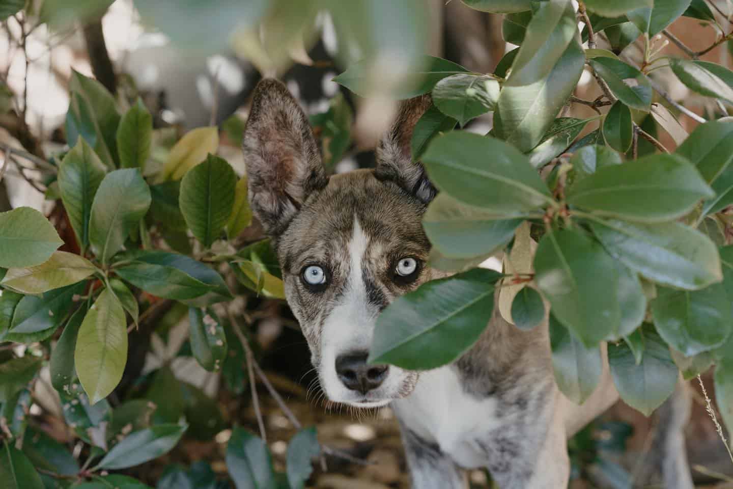 Perro Pitsky de pie detrás del árbol