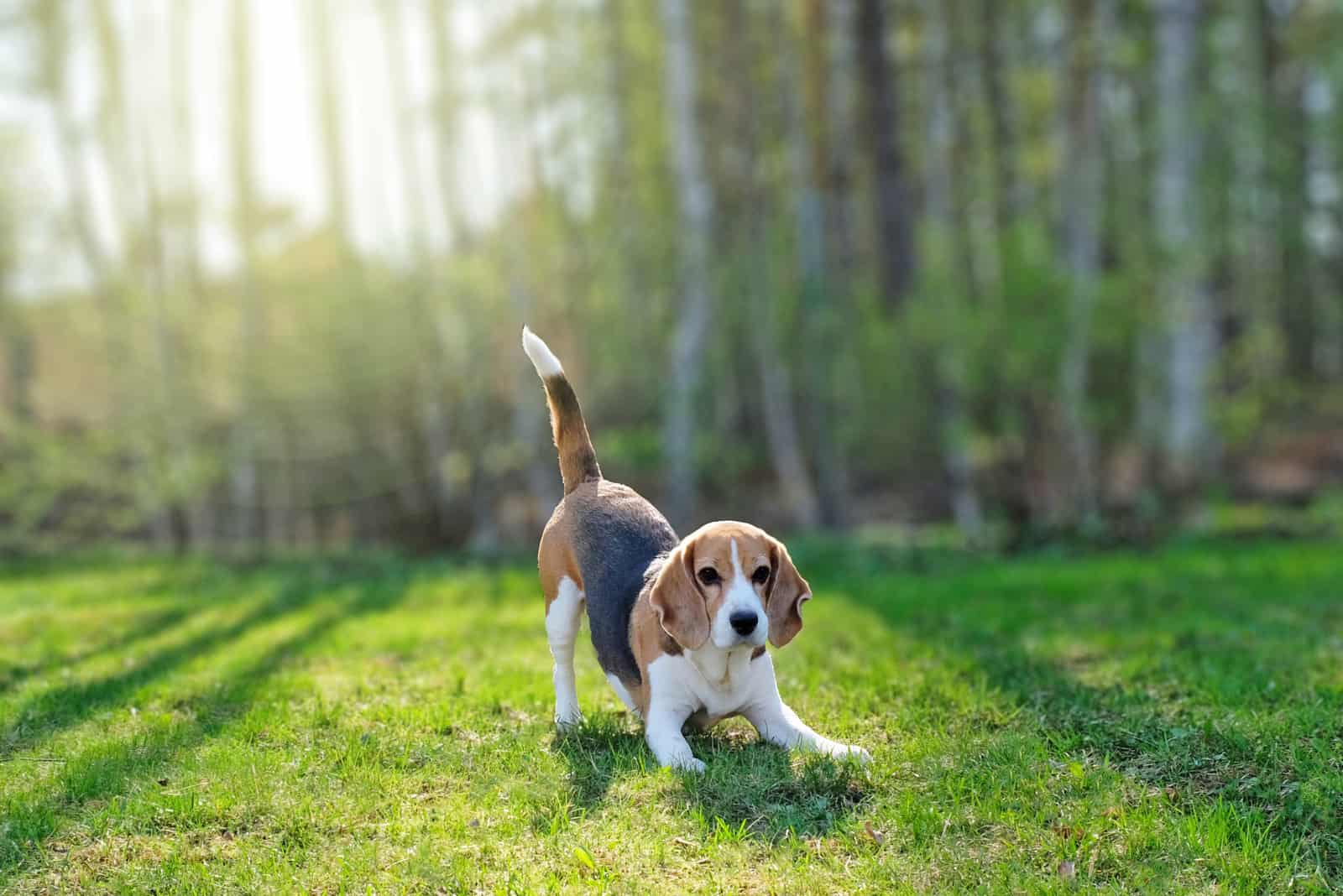 Beagle juguetón fuera