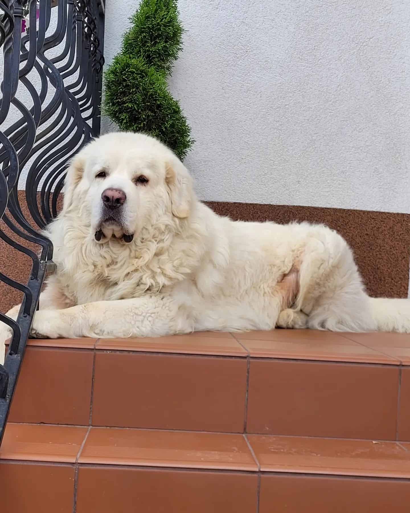 Perro de Montaña Tatra Polaco en escaleras