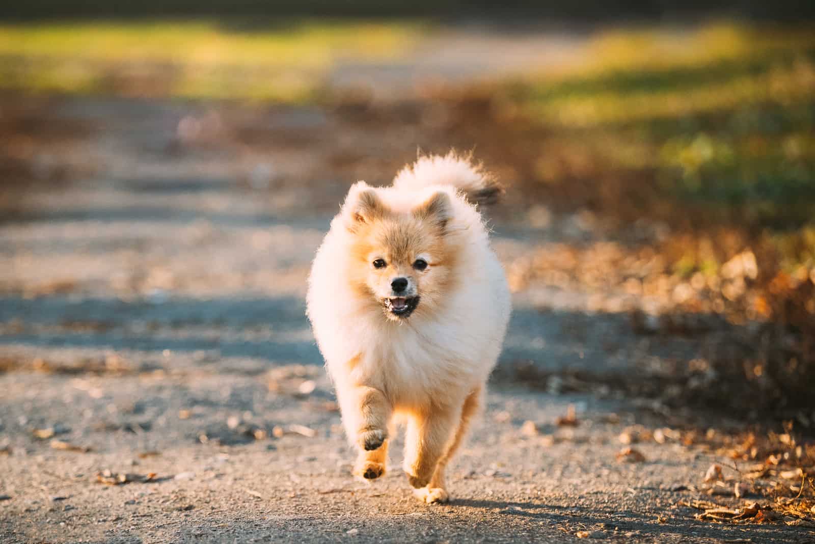 Pomeranian caminando afuera