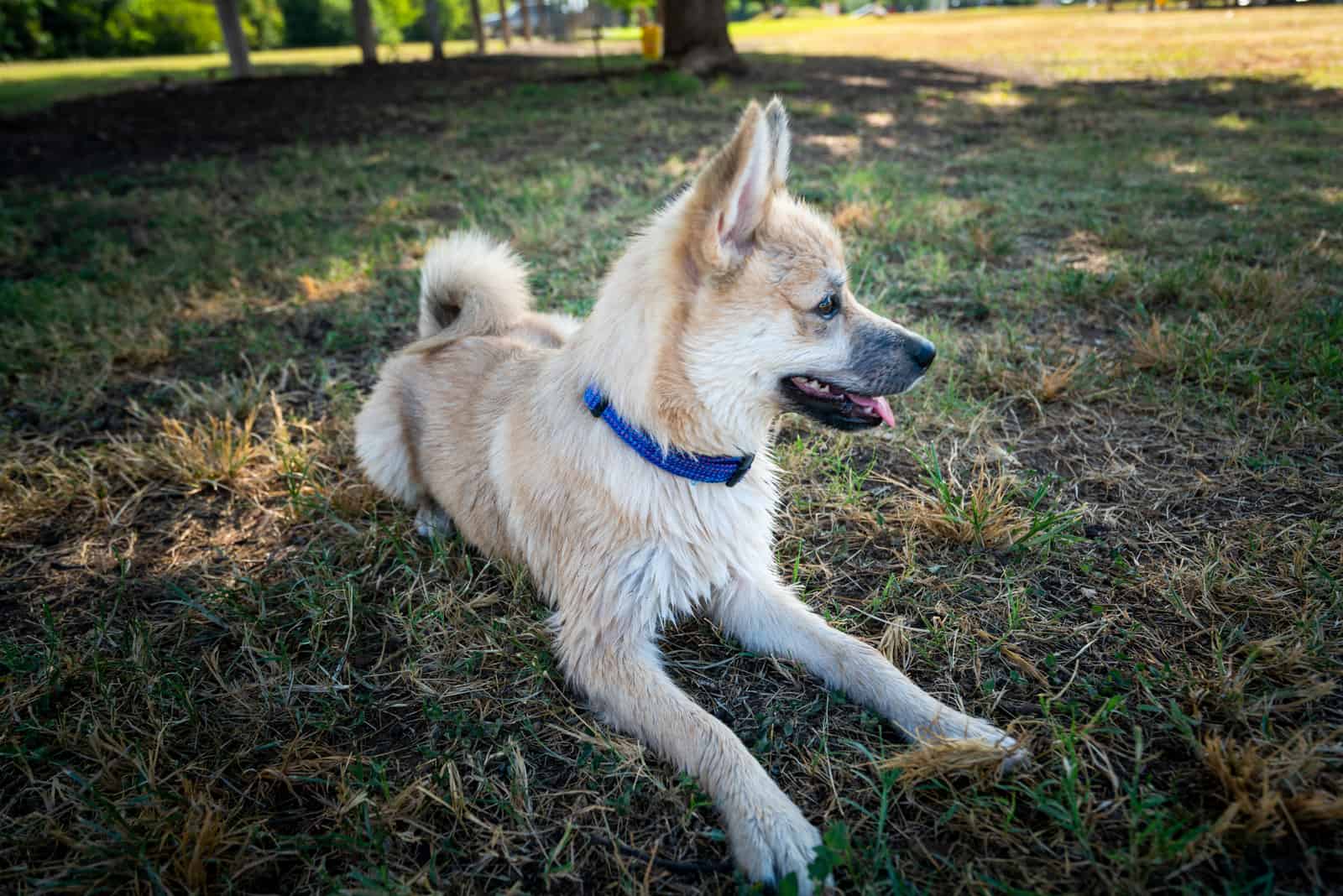 Perro Pomsky tumbado en el césped en el parque