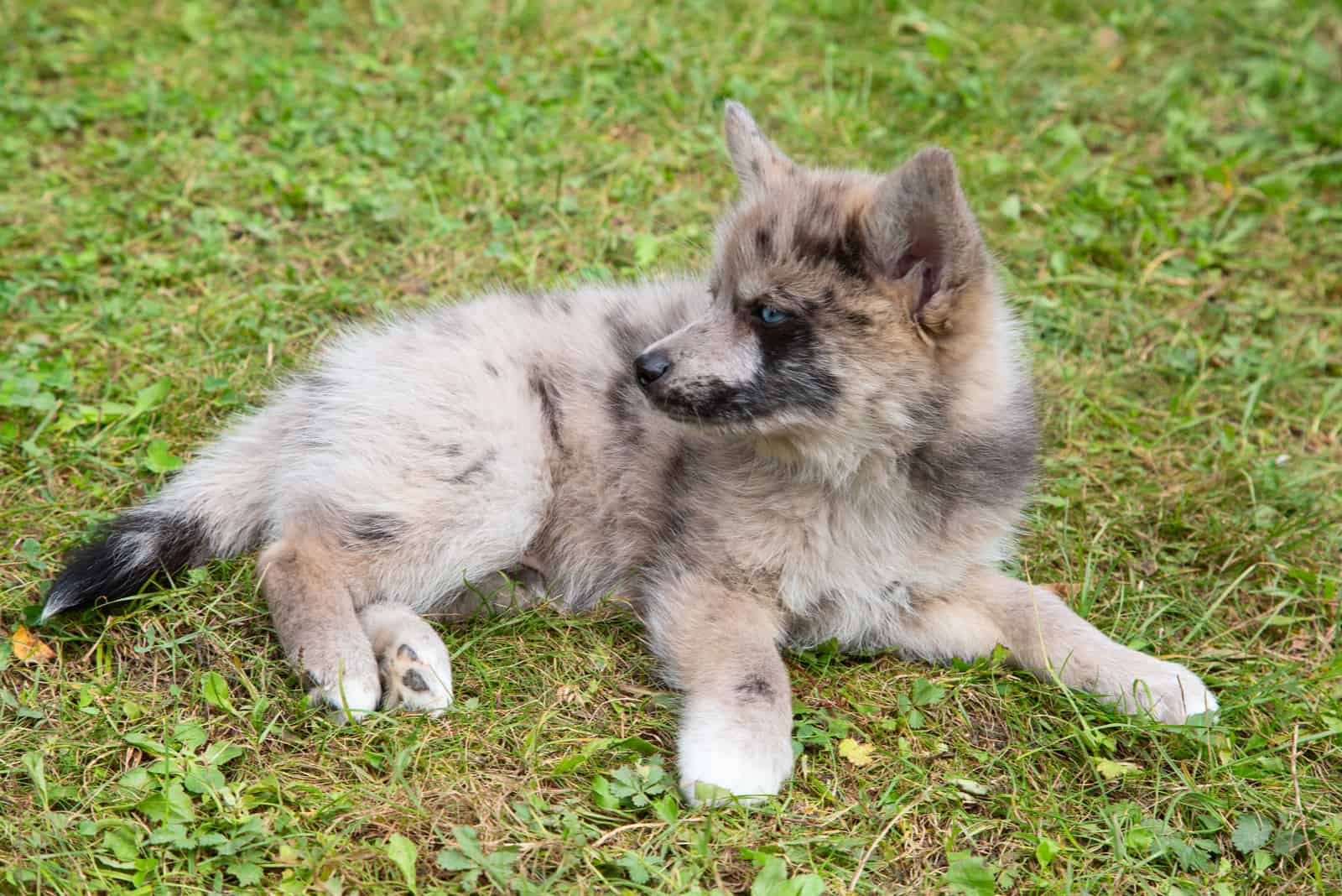 Perro Pomsky recostado en el césped