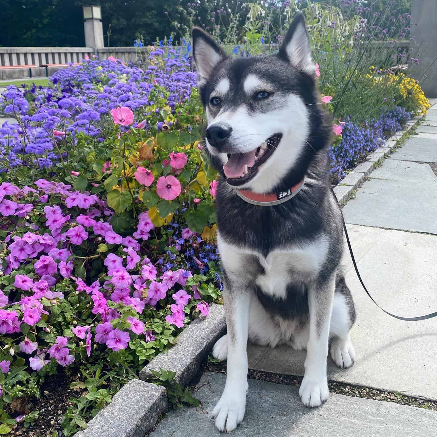 Pomsky en el jardín de flores