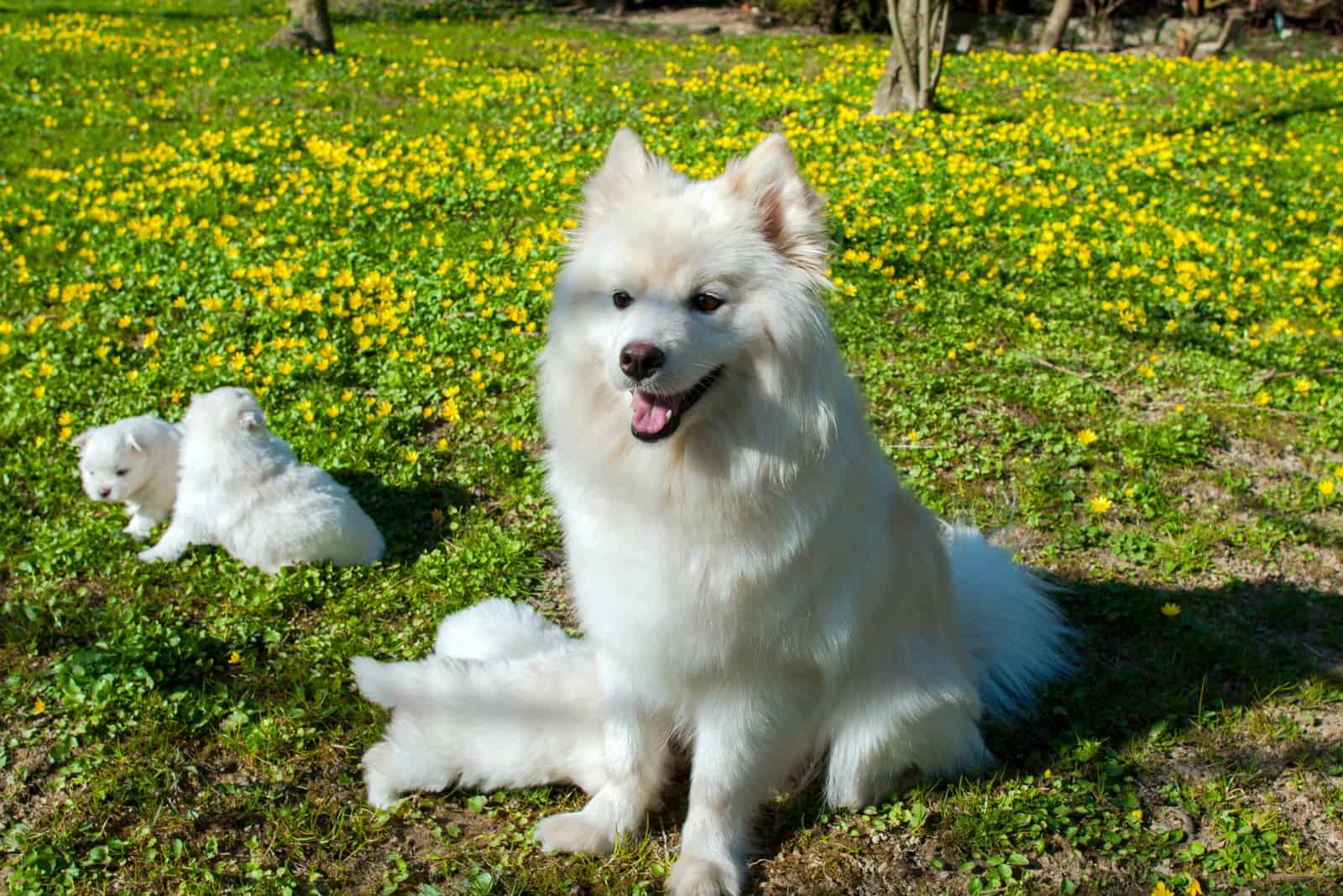 Madre Pomsky con sus cachorros