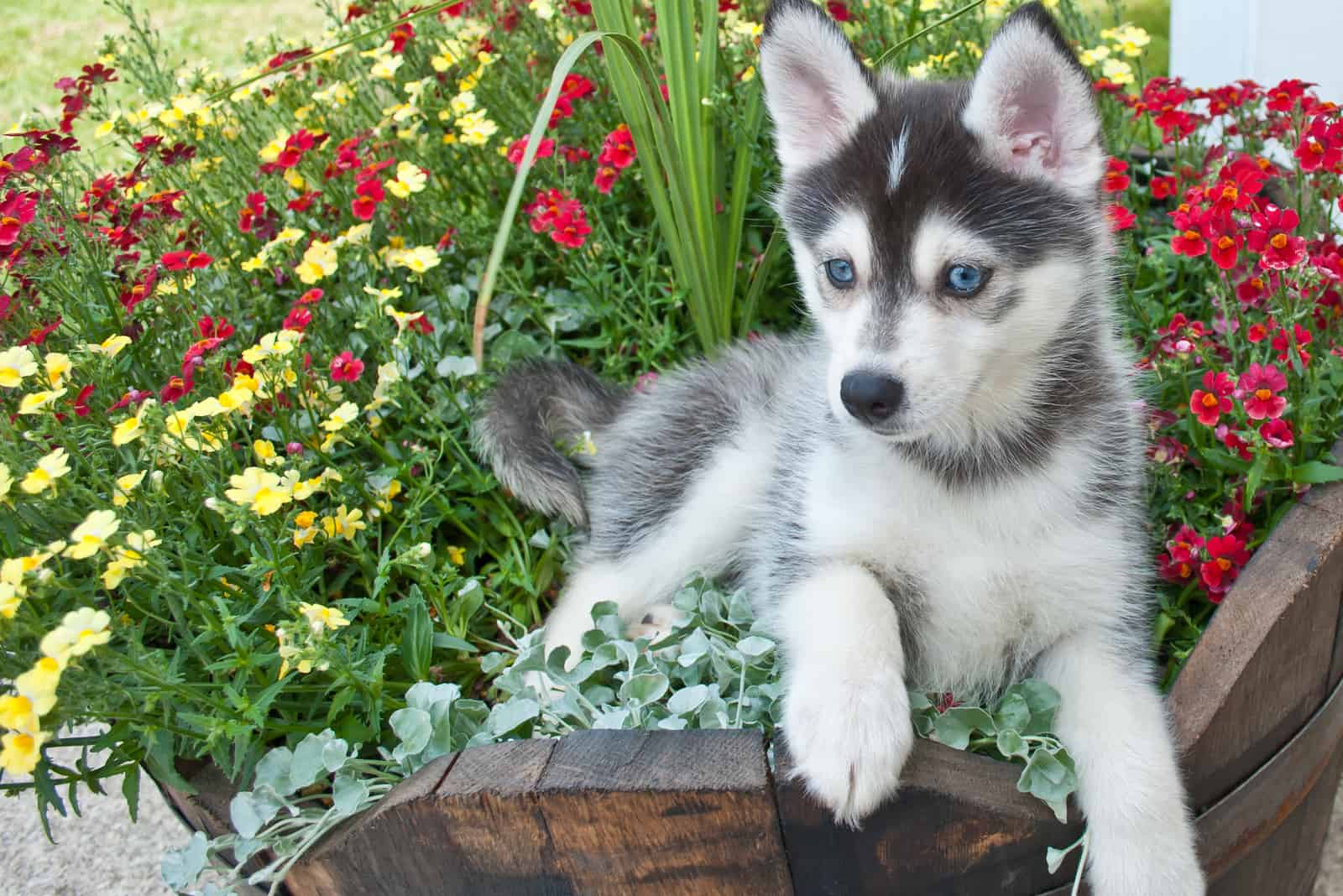 adorable cachorro Pomsky acostado en un cubo de flores