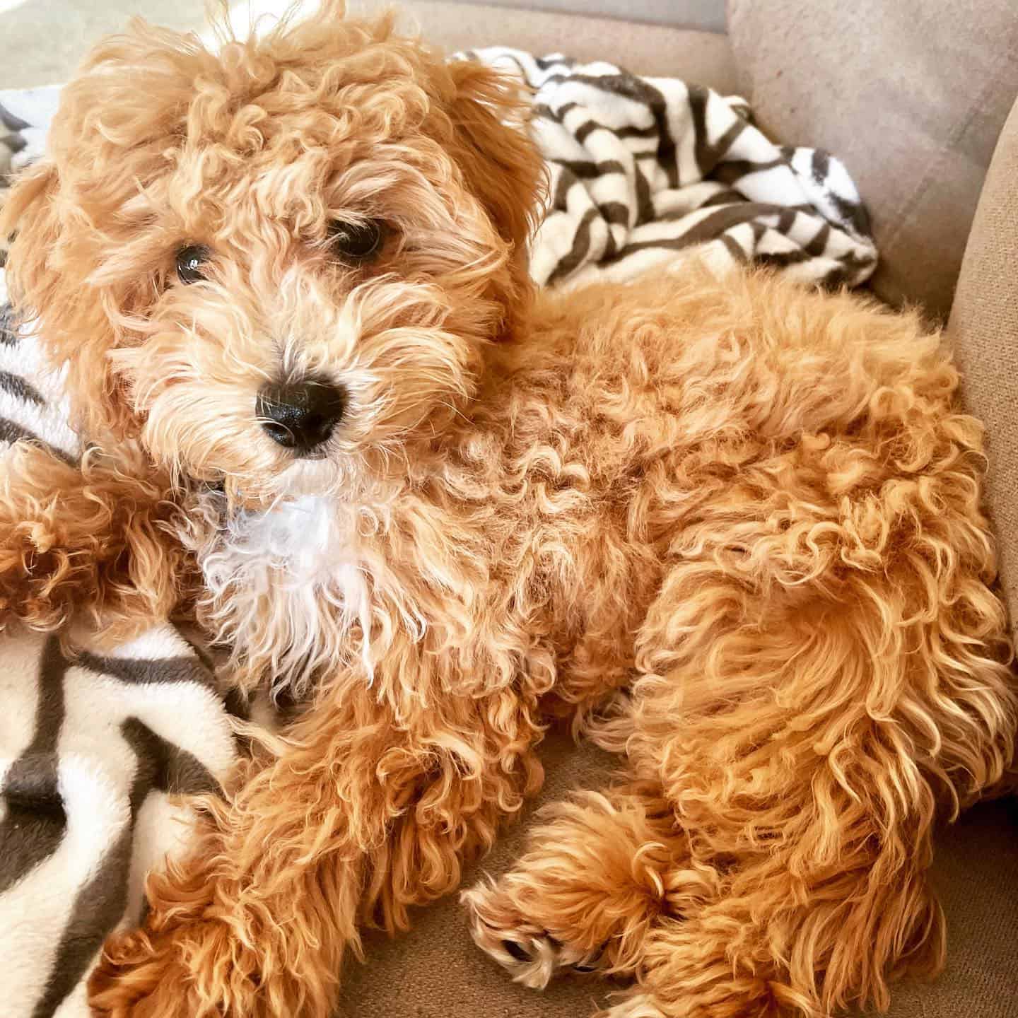 Poochon acostado en el sofá