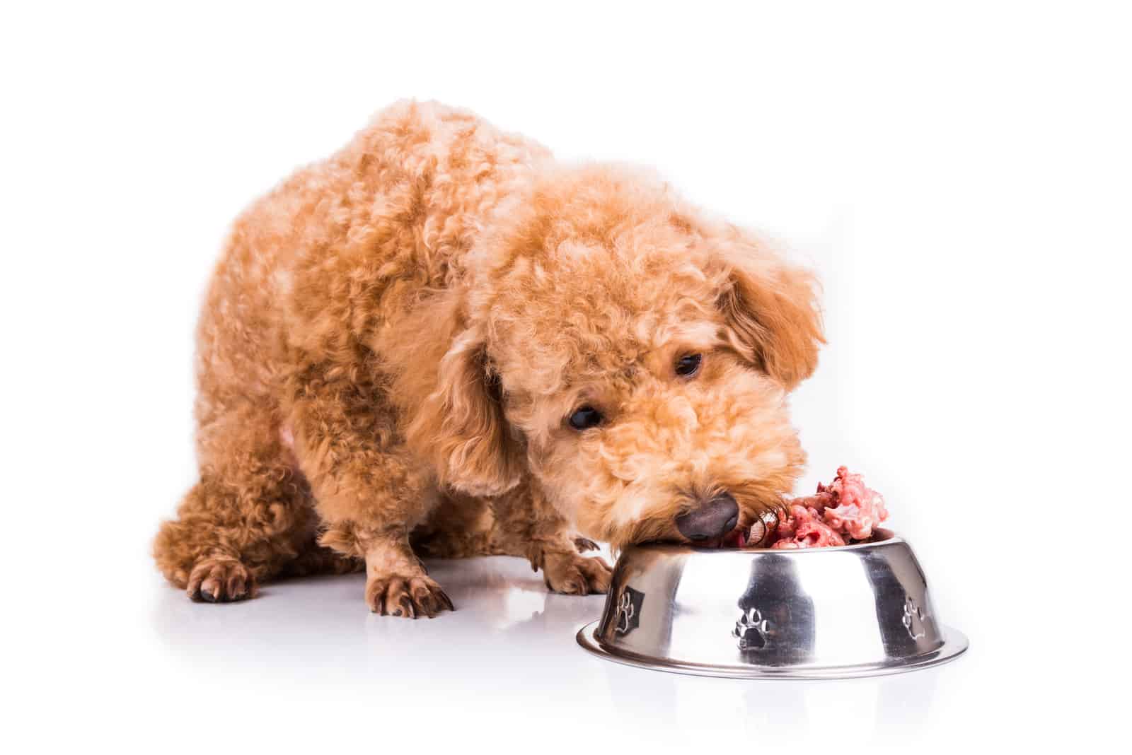 Perro poodle disfrutando de su deliciosa y nutritiva comida