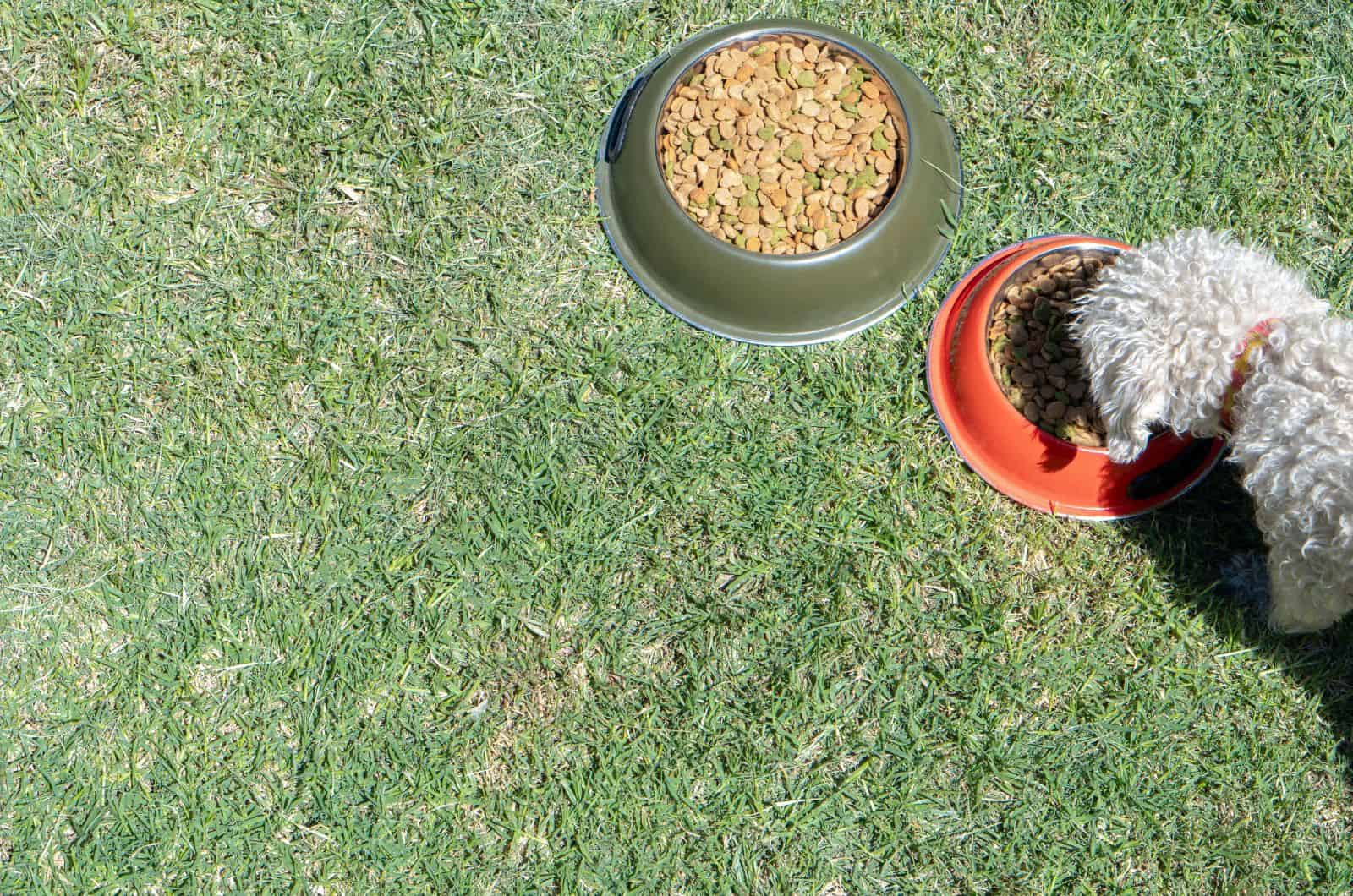 Poodle comiendo comida en el césped