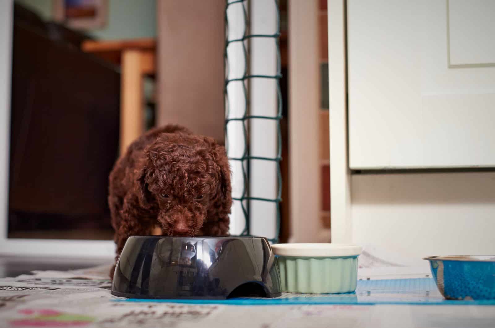 Poodle comiendo de un tazón