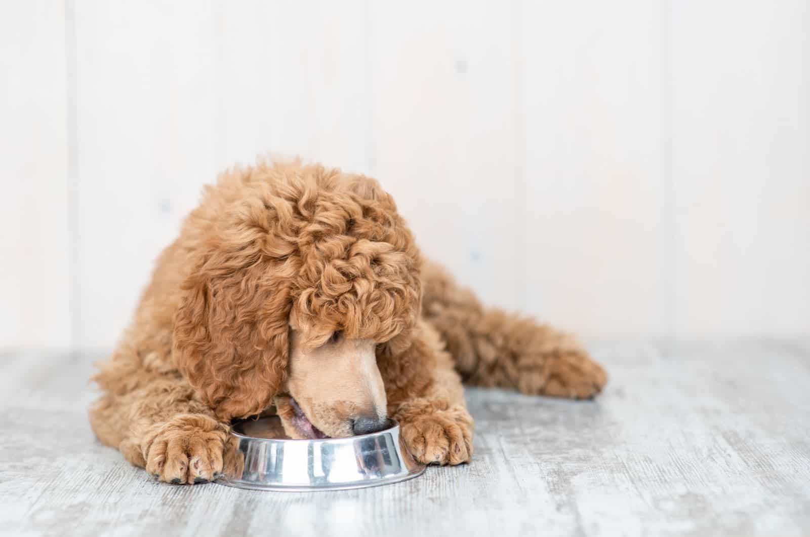 Poodle comiendo en el suelo