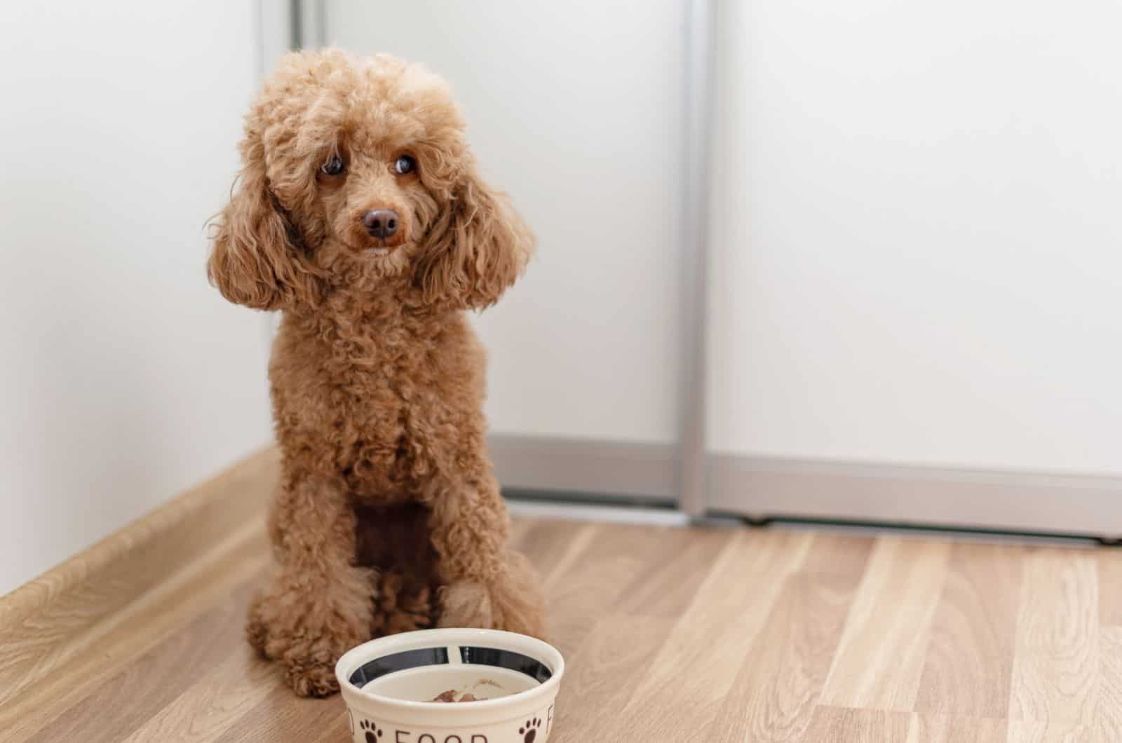 Poodle sentado junto a un tazón con comida