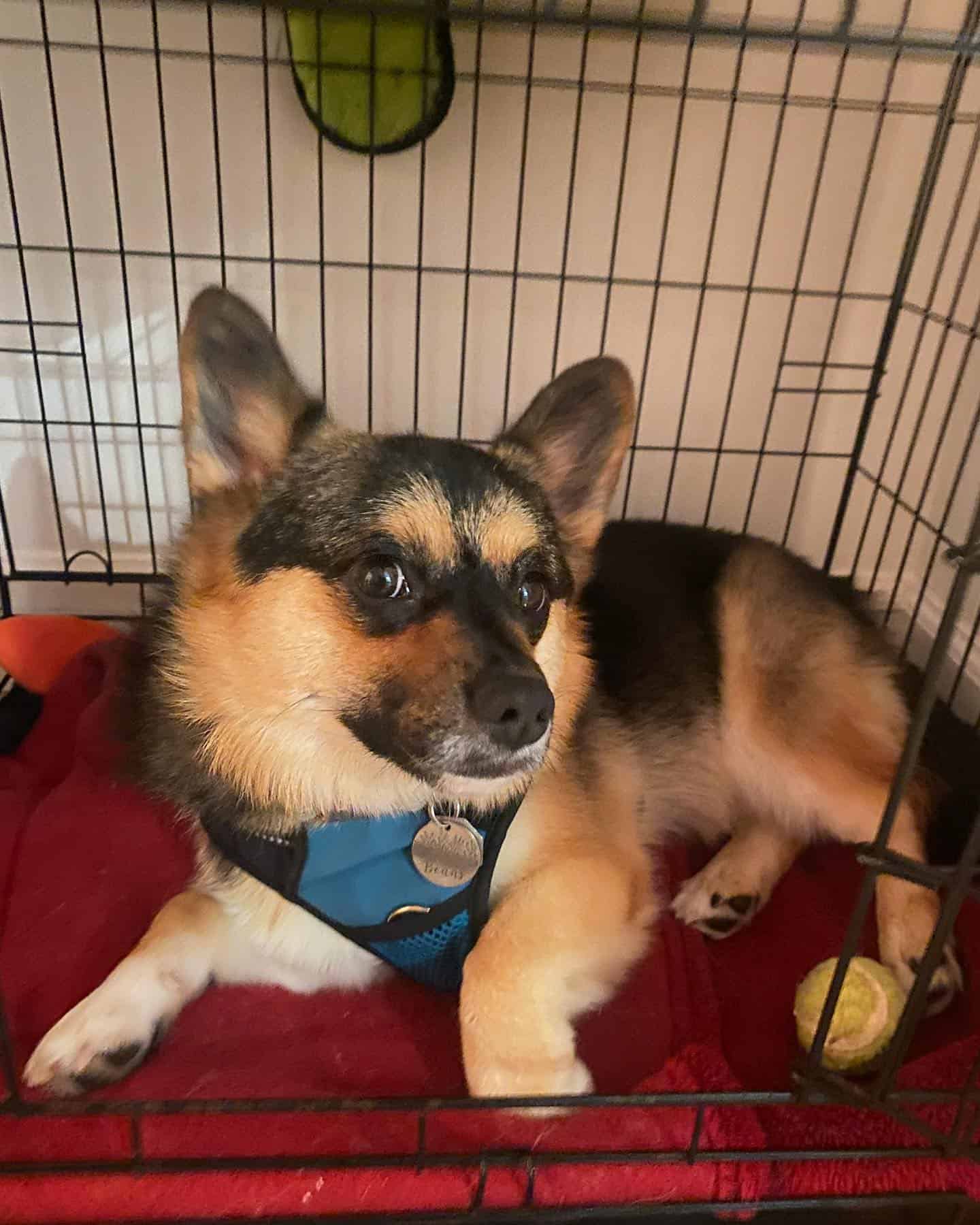 Perro Porgi