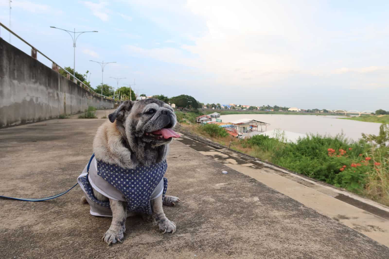 Retrato de un lindo Pug viejo sonriendo feliz mostrando los dientes