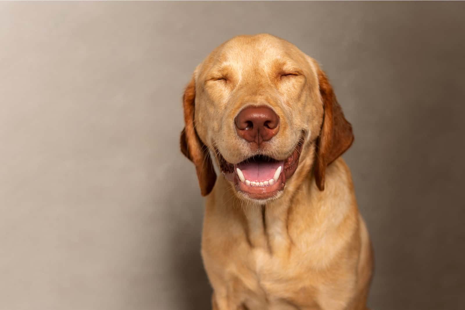 Retrato de un feliz Labrador retriever Dudley