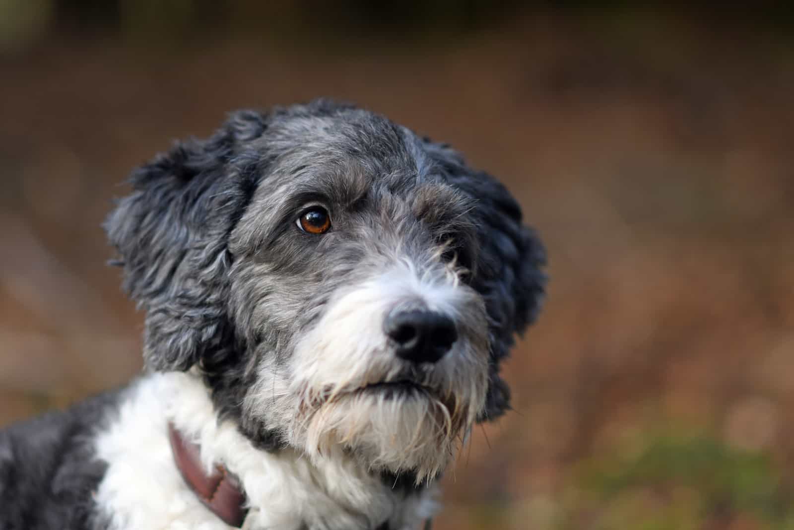 Retrato de un adorable Aussiedoodle