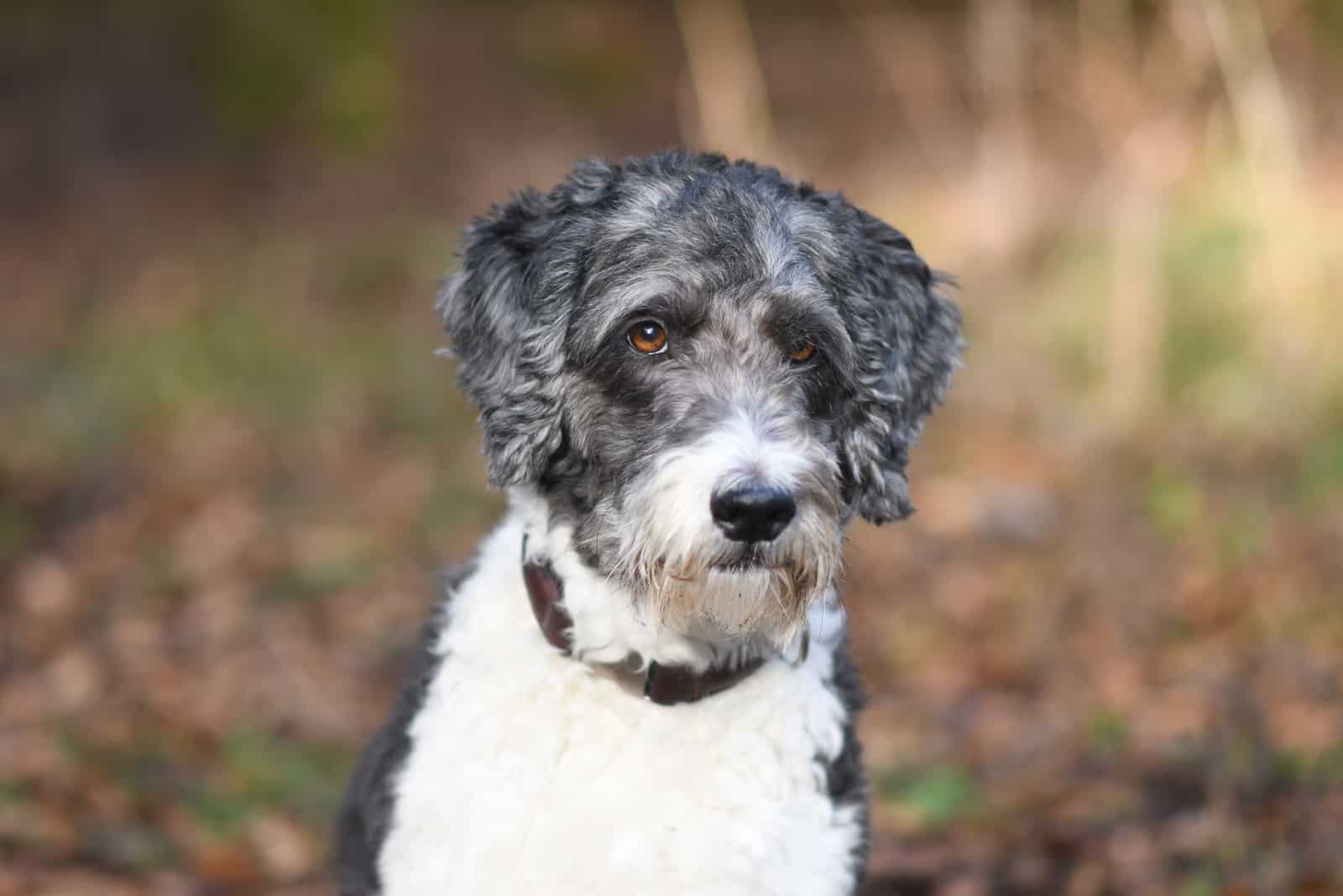 Retrato de un lindo Aussiedoodle