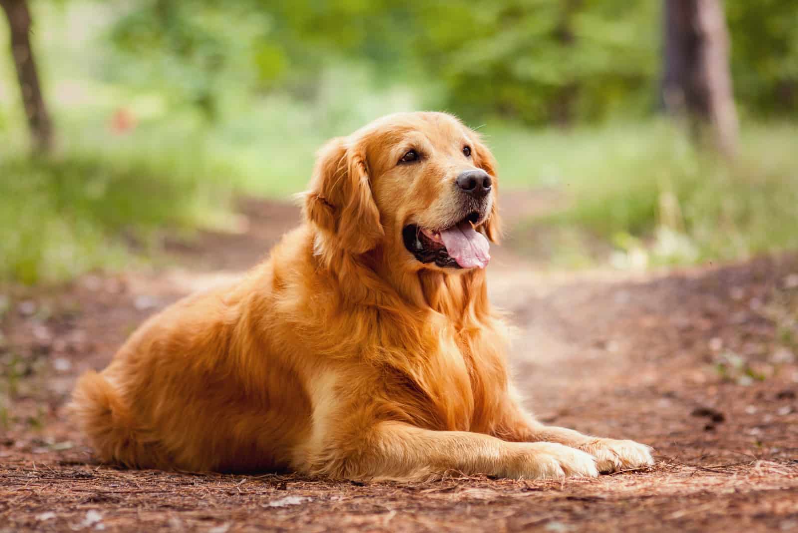 Retrato de un perro al aire libre