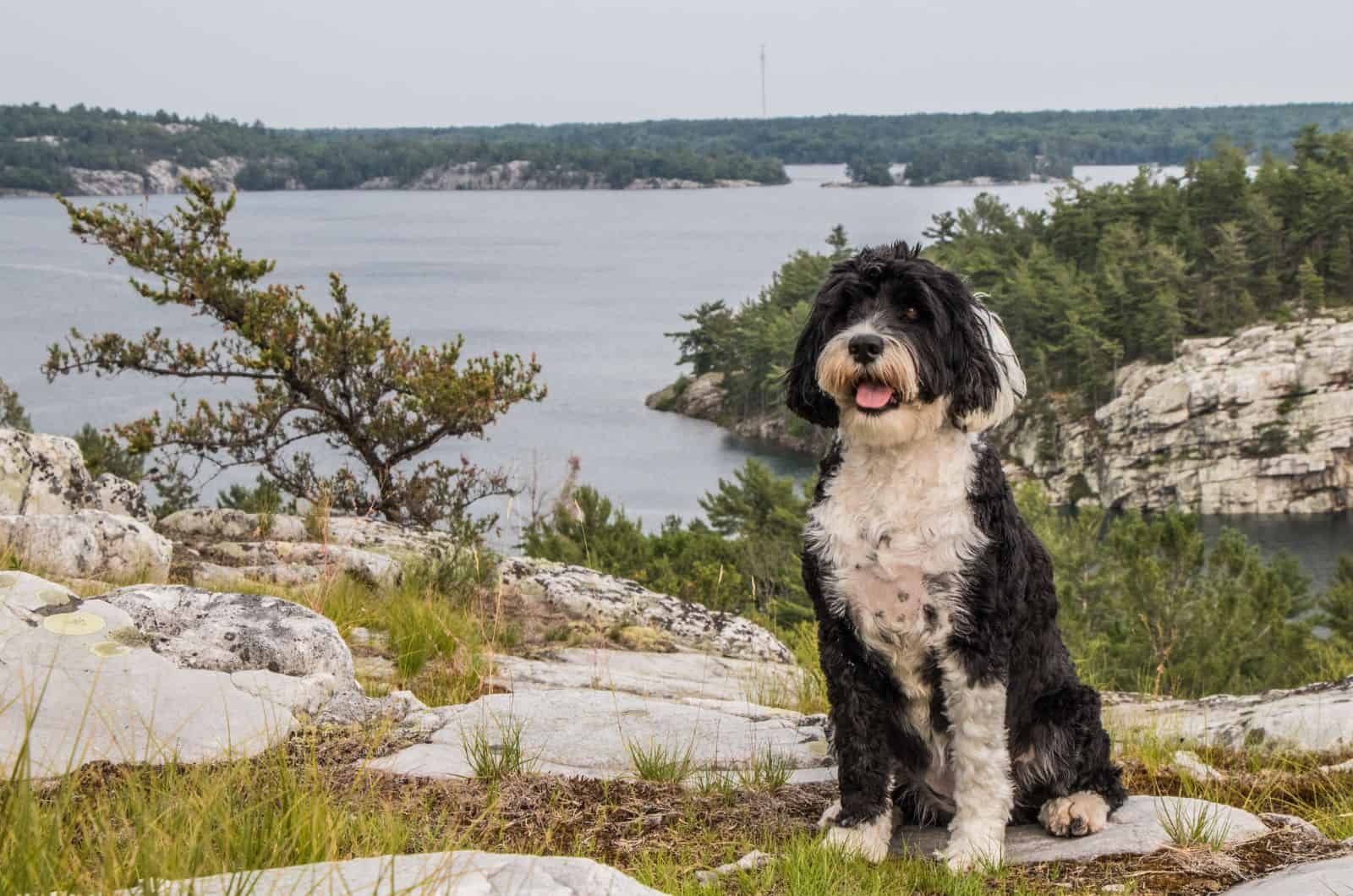 Perro de Agua Portugués