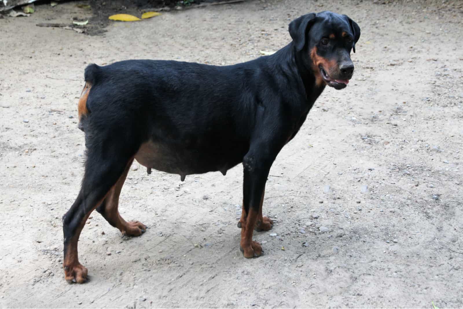 doberman embarazada de pie afuera