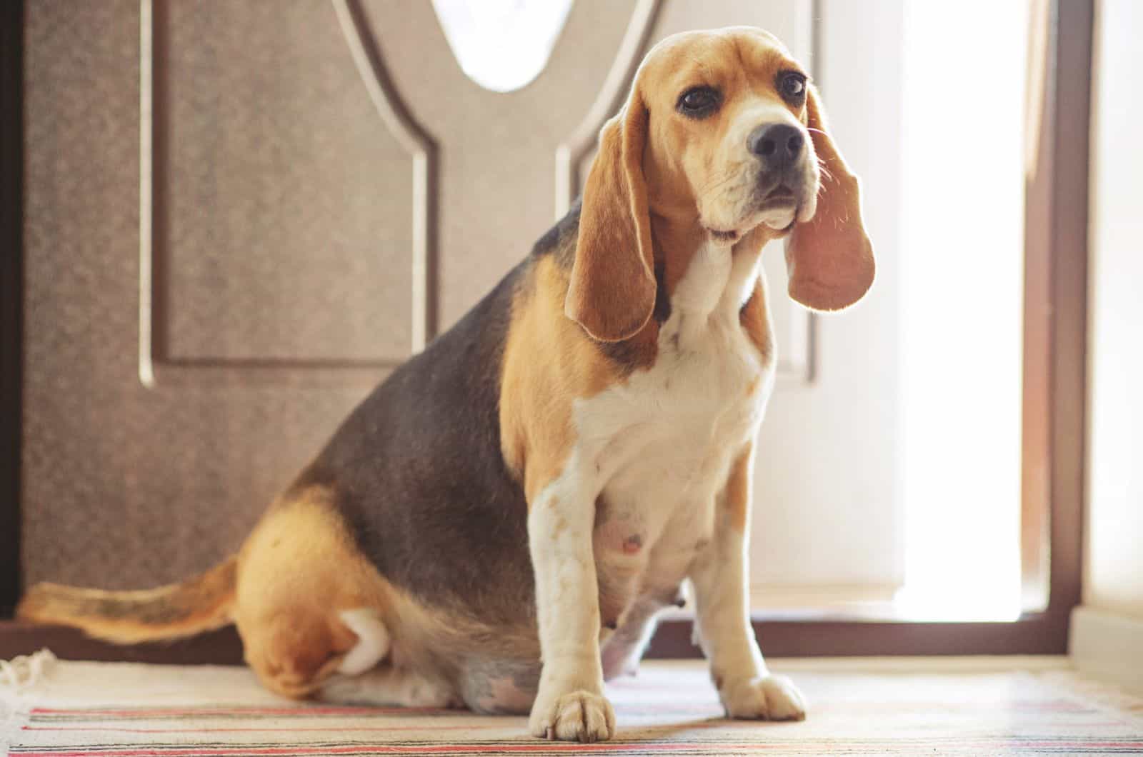 Perro embarazada