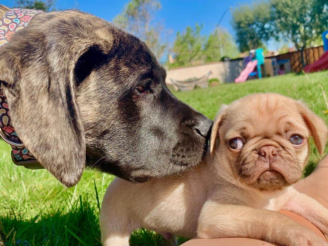 Pug y Mastín