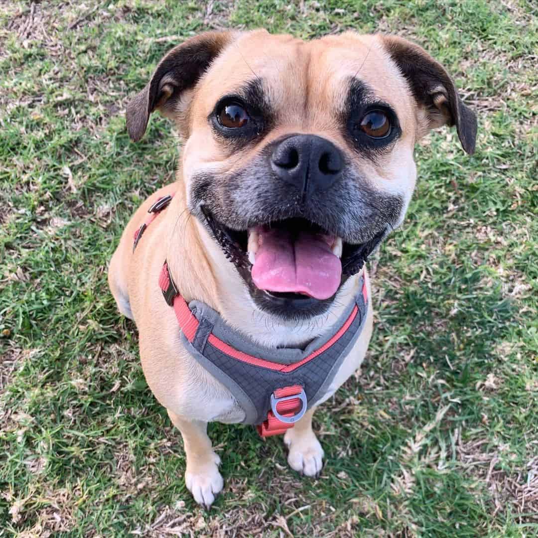 Perro cruzado de Pug y Pitbull sentado afuera