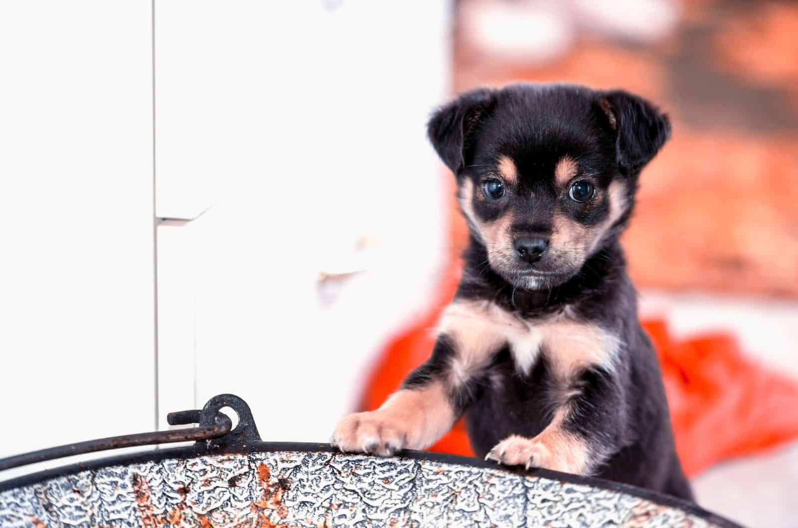 Cachorro mestizo de Pug y Rottweiler