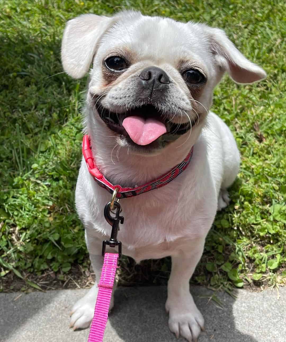 Puganese se sienta en el césped y mira a la cámara