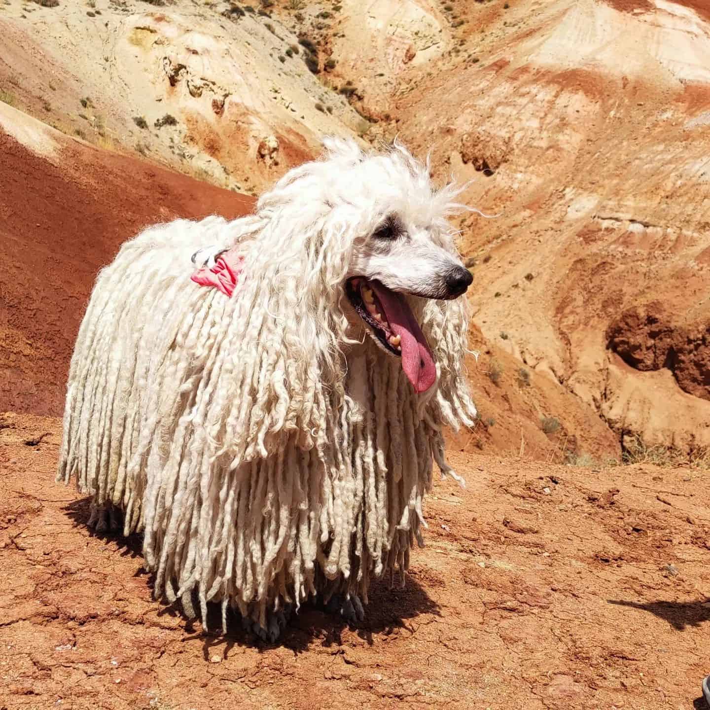 Perro Puli al aire libre