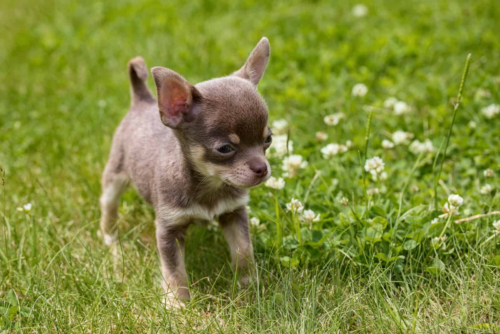 Cachorro de Chihuahua está de pie en el césped