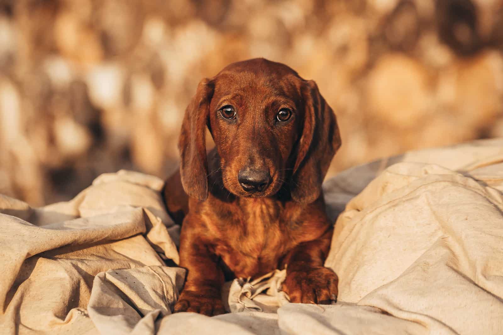 Cachorro de raza Dachshund acostado