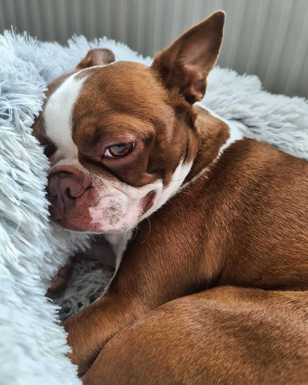 Perro Boston Terrier Rojo