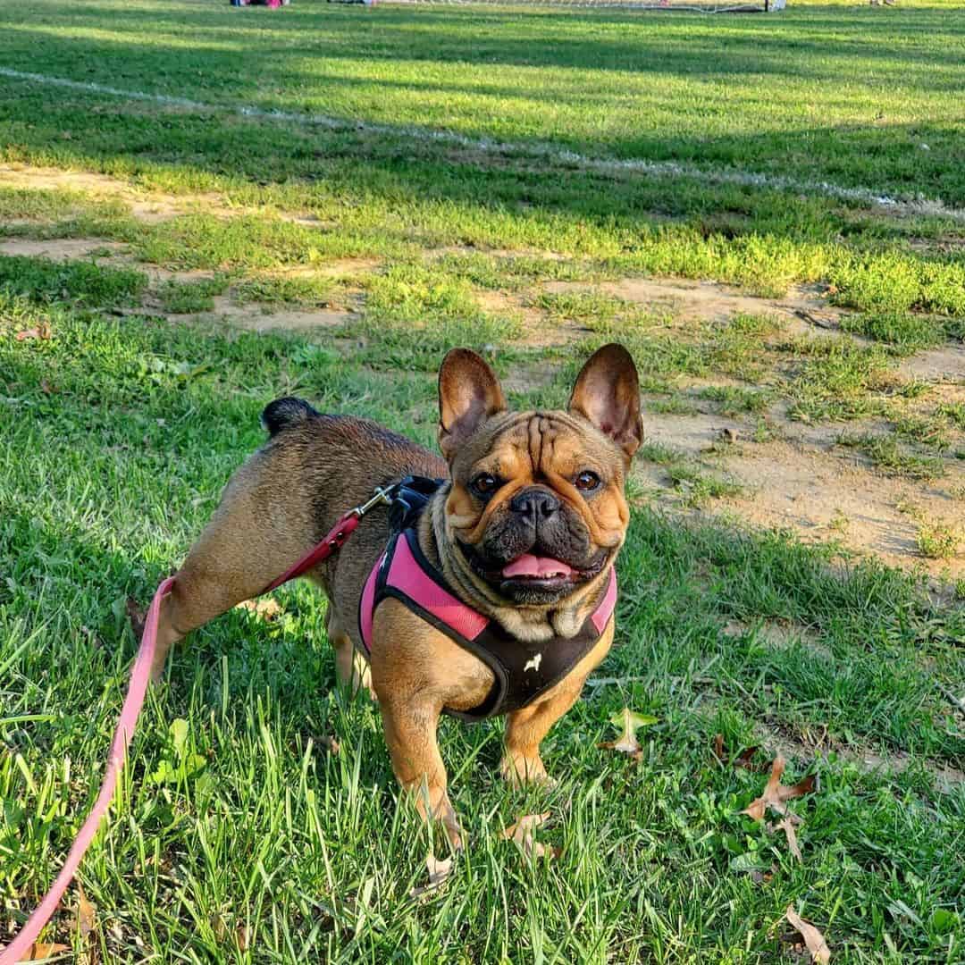 Bulldogs Franceses Leonados Rojizos