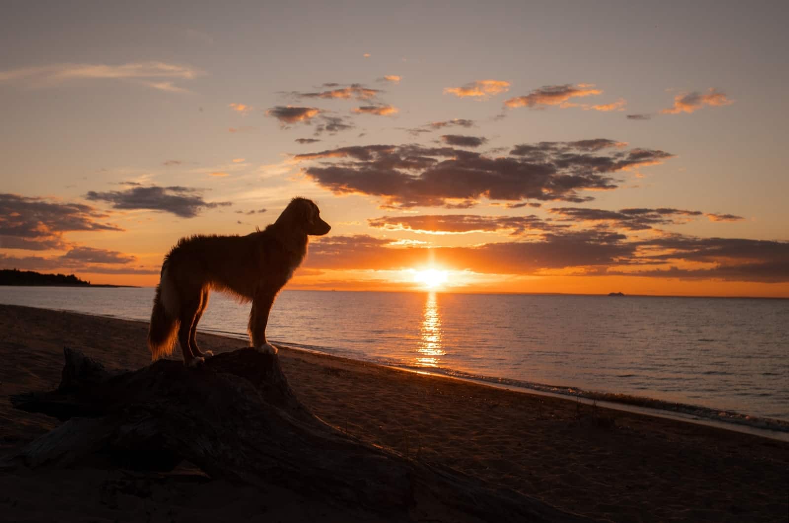 Golden Retriever Rojo en el atardecer