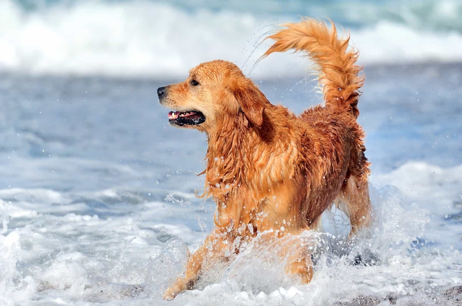 Golden Retriever Rojo jugando en el agua