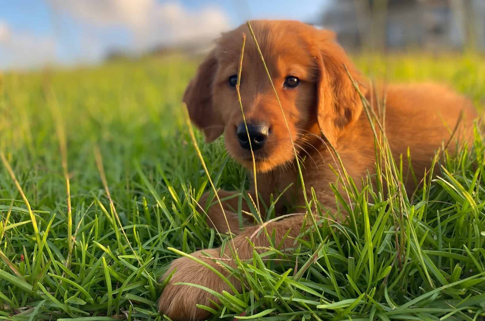 Golden Retriever Rojo cachorro