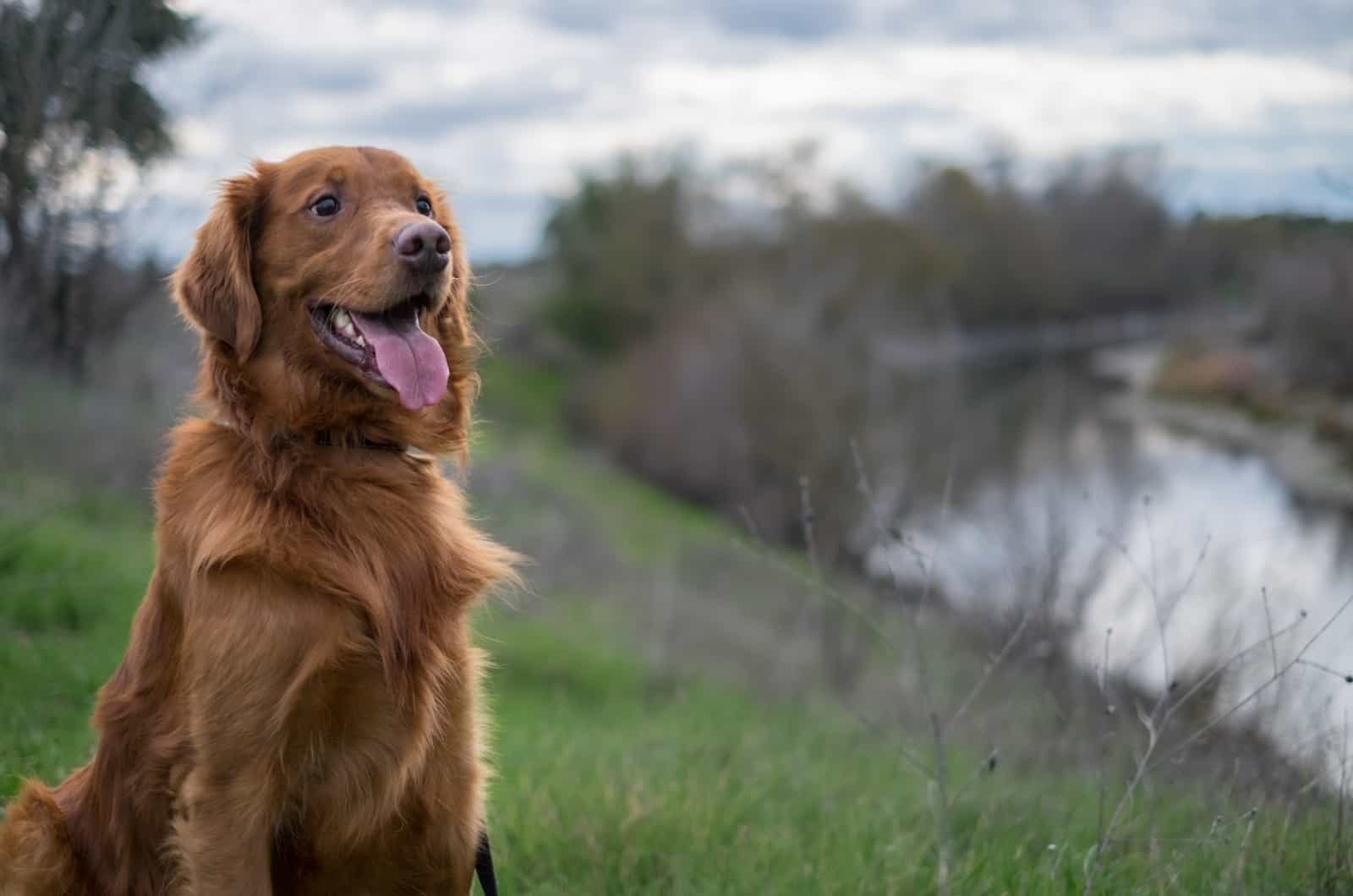 Golden Retriever Rojo sentado en la naturaleza