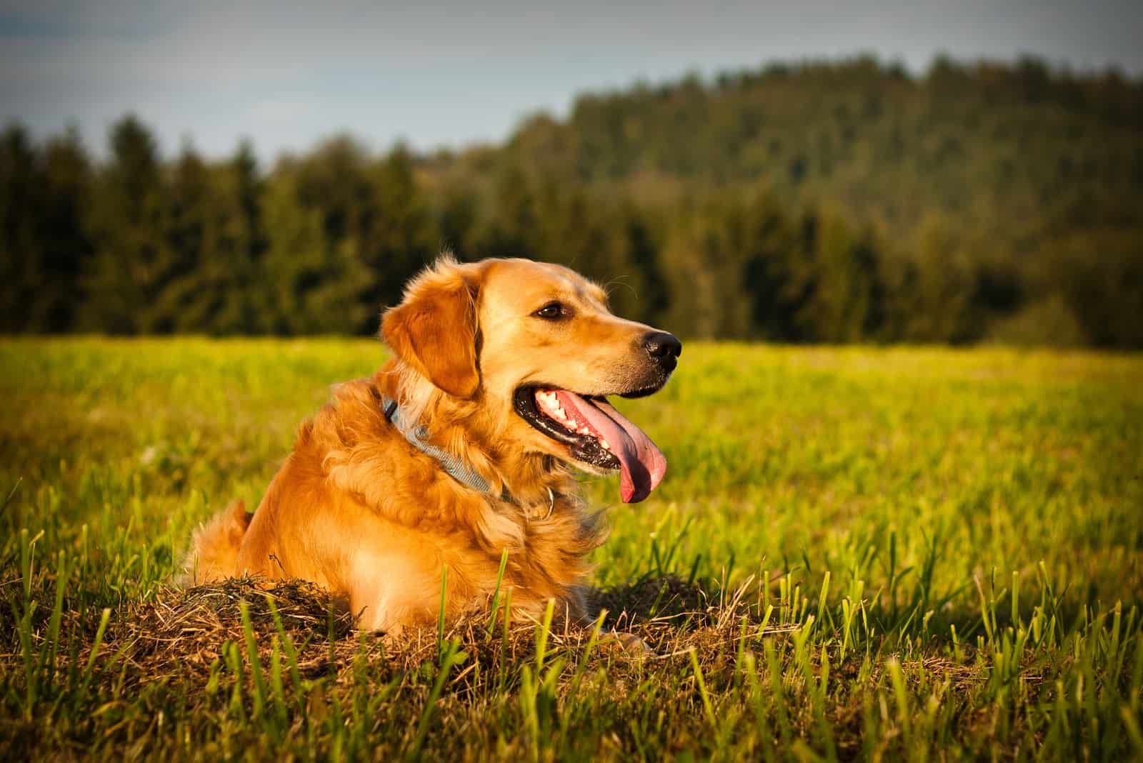Golden Retriever Rojo sentado en la hierba mirando hacia otro lado