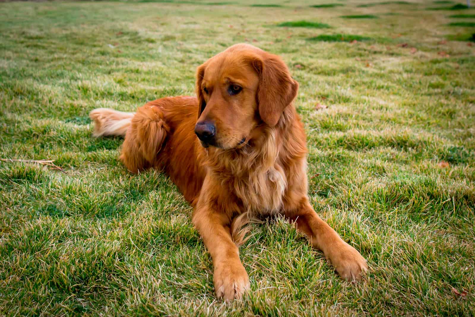 Golden Retriever Rojo sentado en la hierba afuera