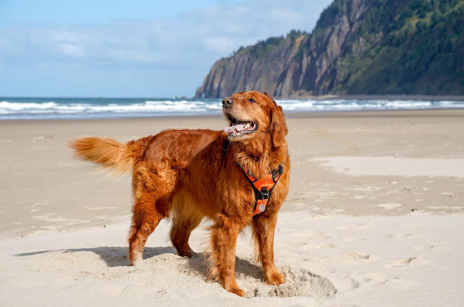 Golden Retriever Rojo en la playa