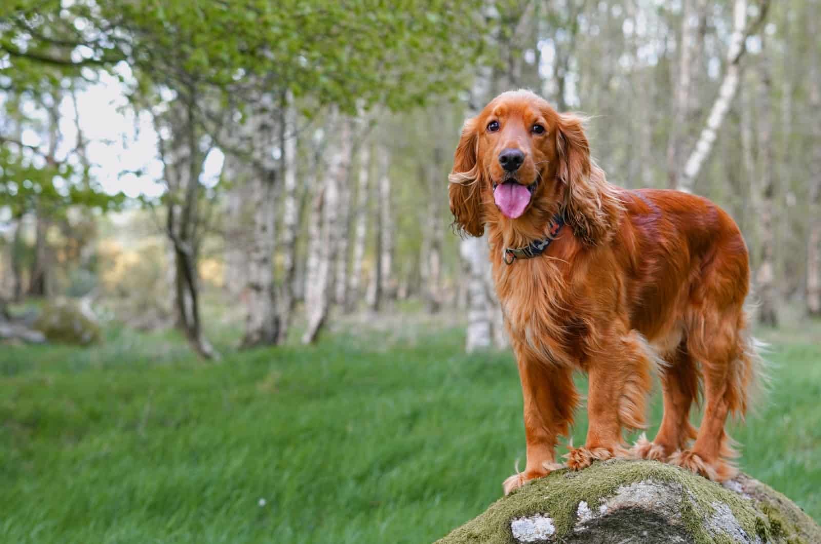 Golden Retriever Rojo de pie en el césped
