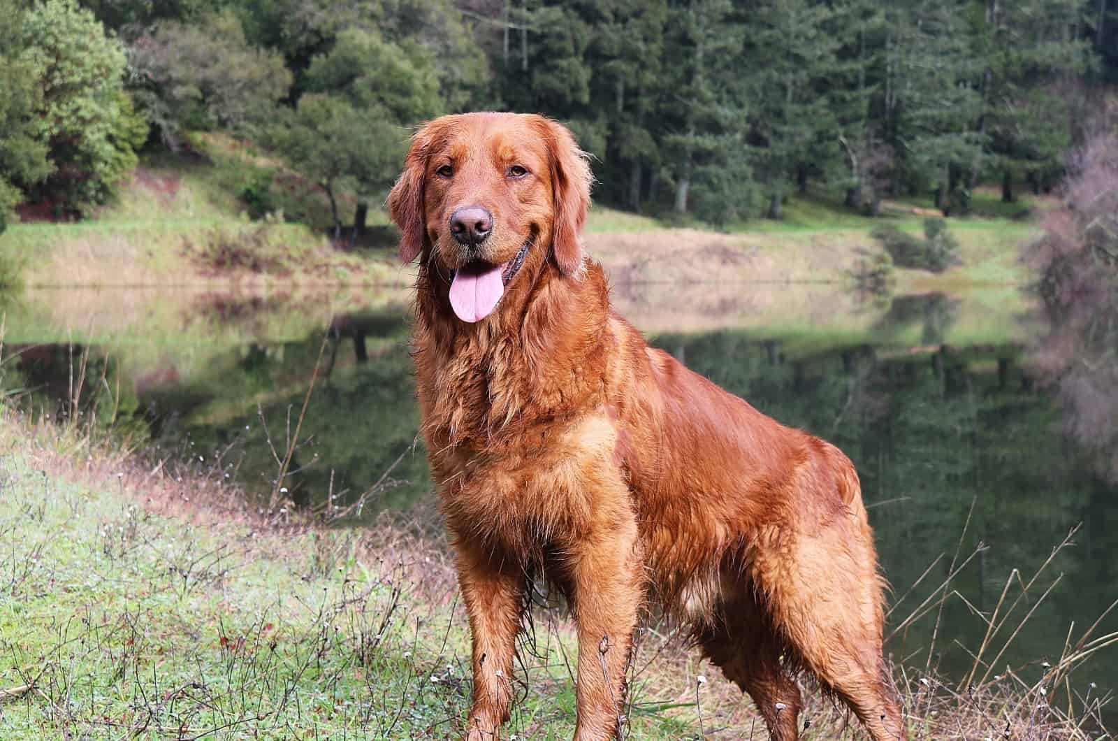 Golden Retriever Rojo de pie afuera