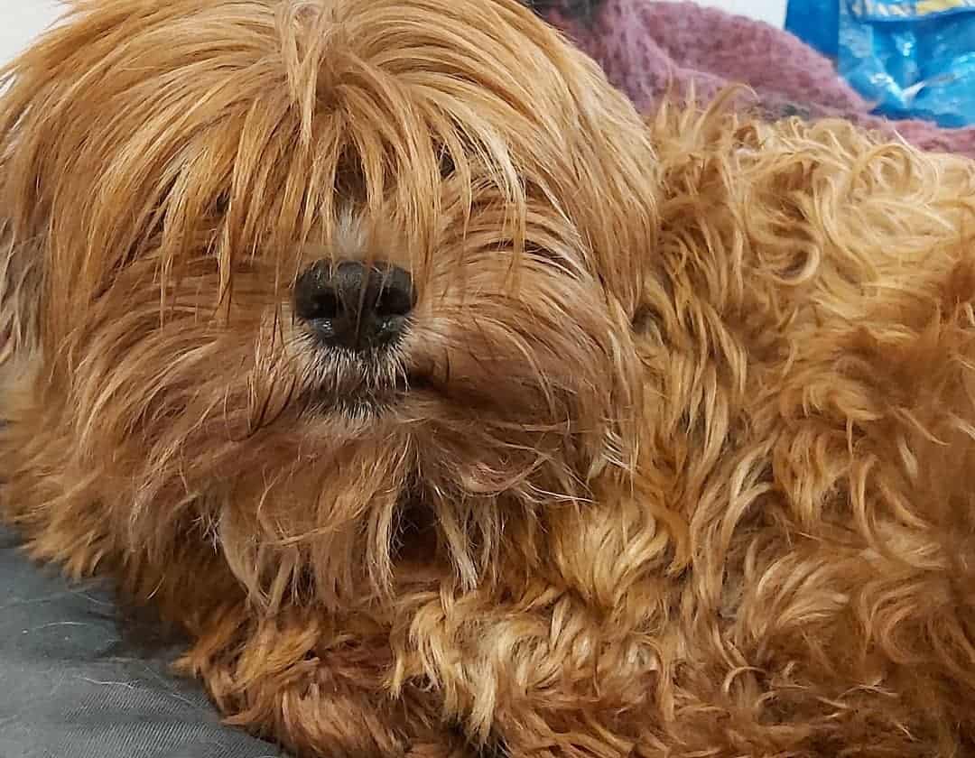Lhasa Apso Rojo con pelo largo