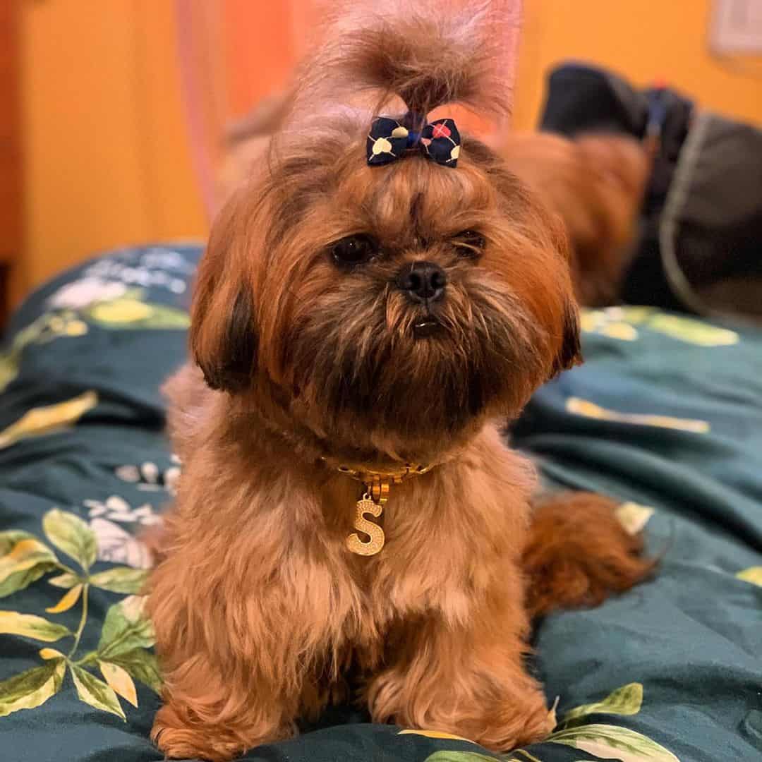 Perro Shih Tzu rojo interior
